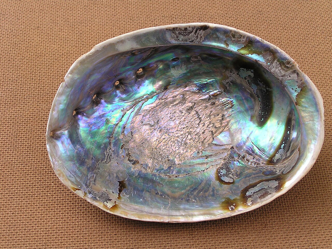 The iridescent inner surface of an abalone shell, an oval bowl of nacre glowing in blues, greens, and pinks, with a row of small respiratory holes along one edge
