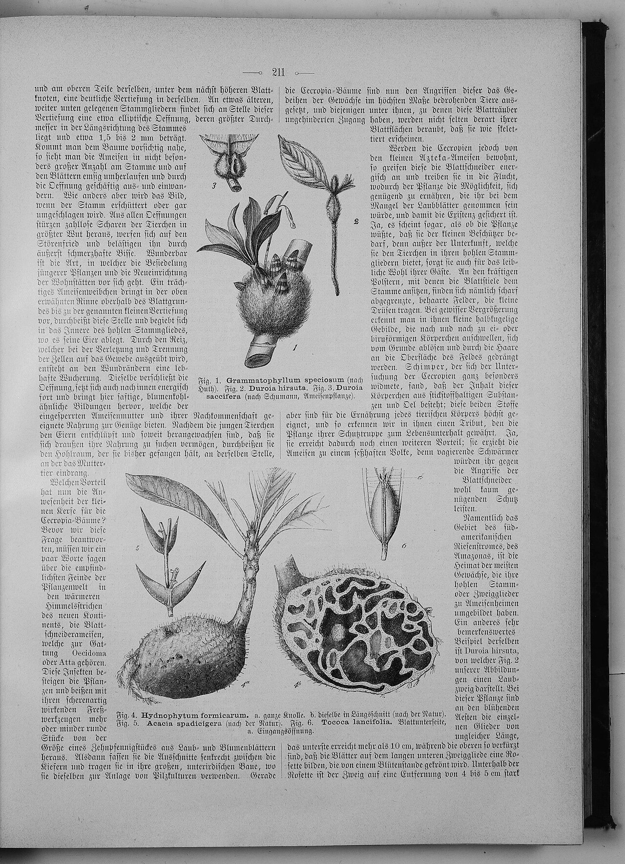 A historical engraved plate showing ant-plants including a swollen-thorn acacia and other species with hollow stems that house ant colonies