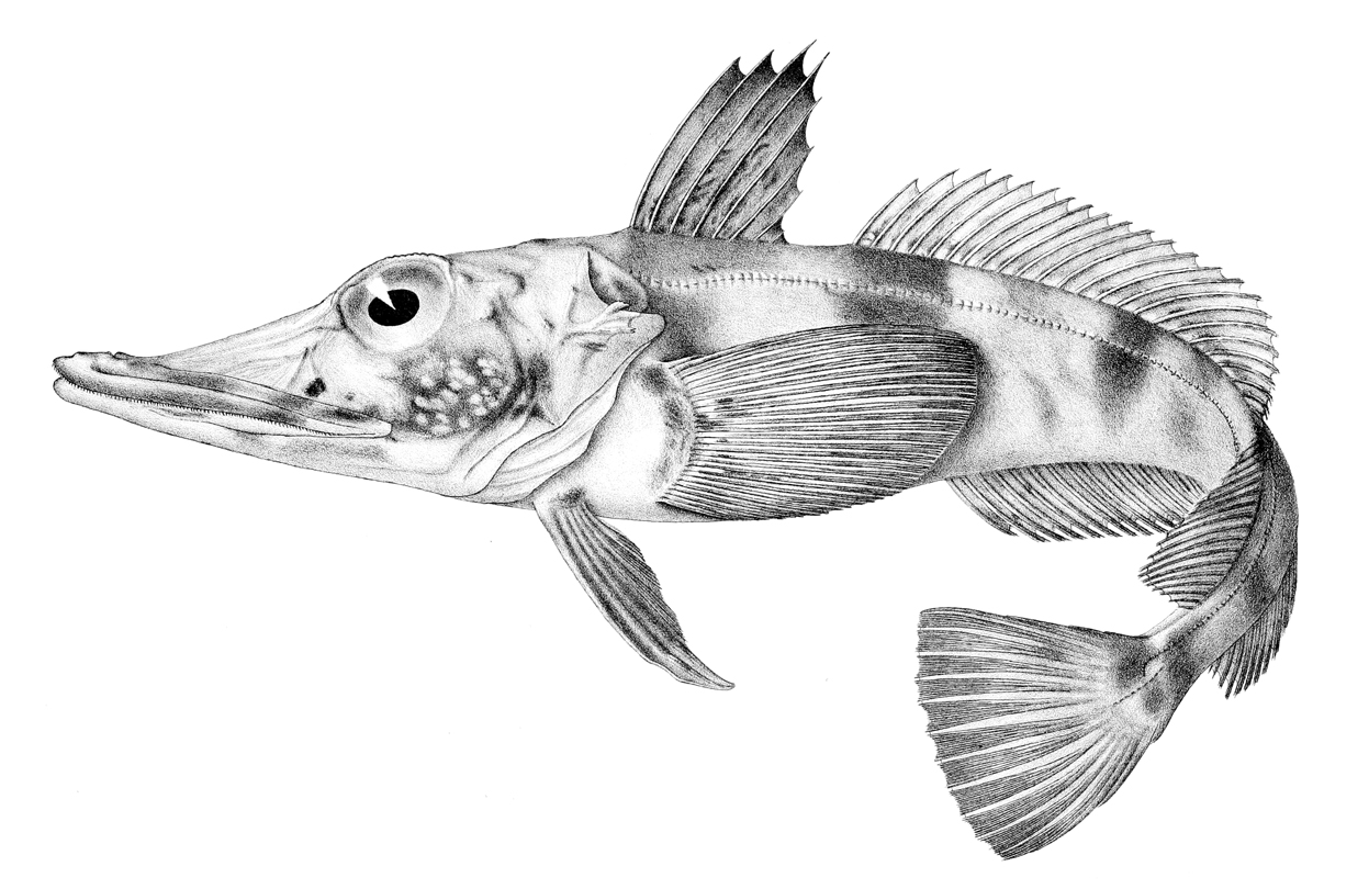A detailed scientific illustration of the blackfin icefish Chaenocephalus aceratus, a long-bodied fish with a large pike-like head, big eye, and broad fins, shown in side view on a white background