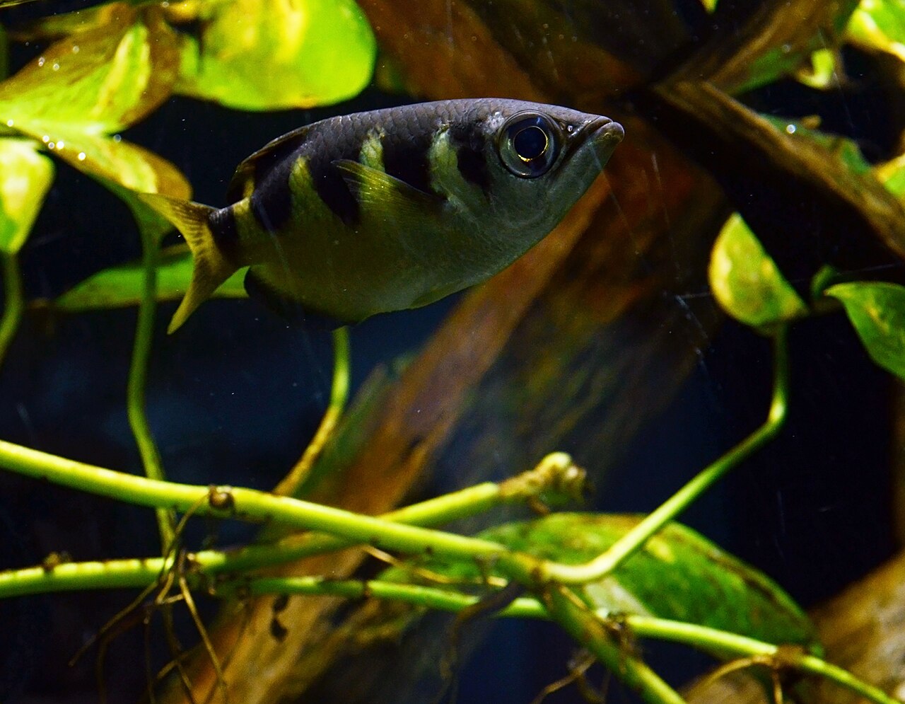 An archerfish in an aquarium among submerged branches, showing the silvery body and dark vertical bars along its back