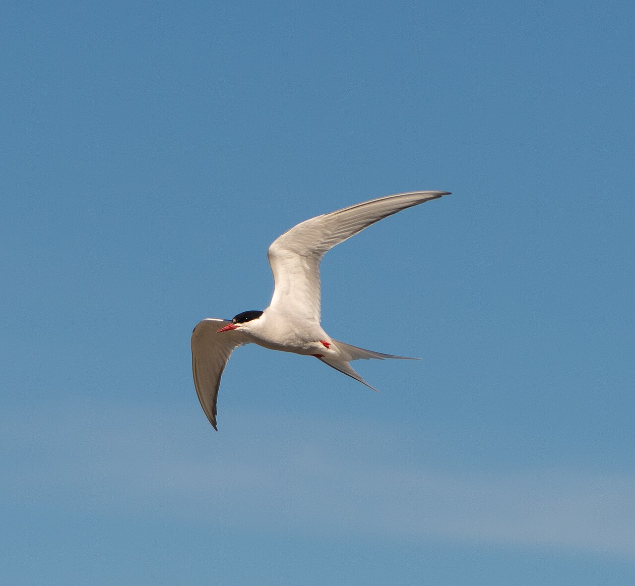 An Arctic tern in flight against a blue sky, showing its black cap, slender red bill, white body, narrow pointed wings, and deeply forked tail