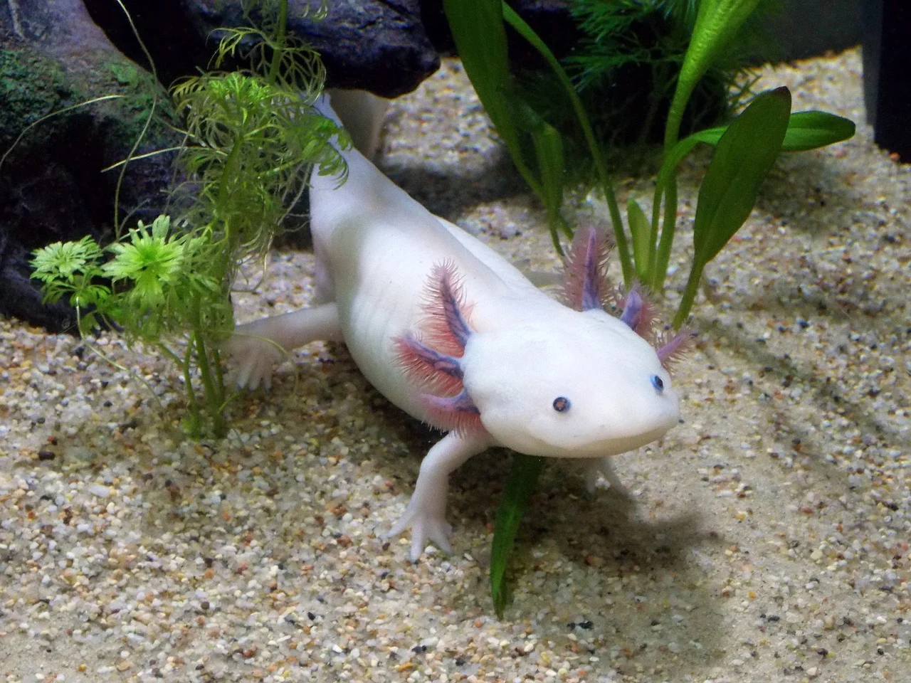 A pale leucistic axolotl walking across aquarium sand, its feathery pink external gills fanning out behind its wide head and four limbs visible