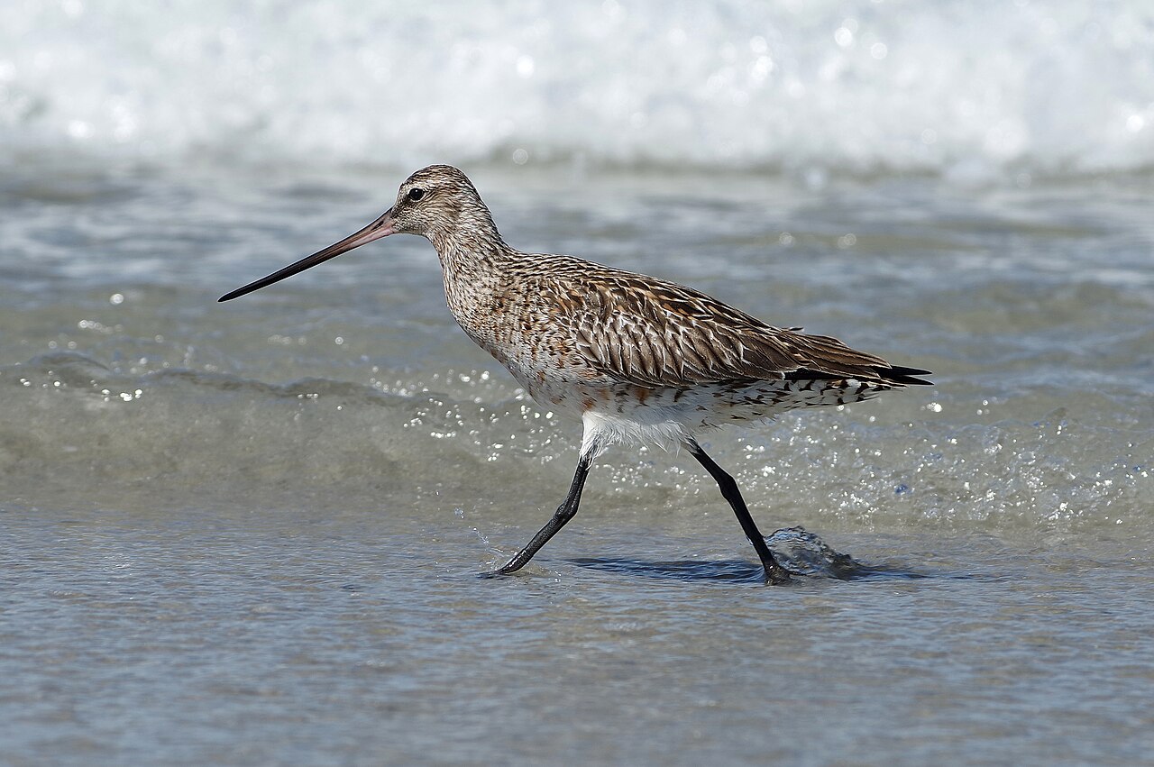 A bar-tailed godwit walking at the surf line on a sandy beach, showing its long slightly upturned bill, mottled brown-and-buff plumage, and long dark legs