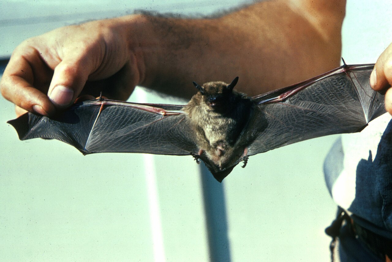 A little brown bat held with its wings spread, showing the thin skin membrane stretched between the elongated finger bones