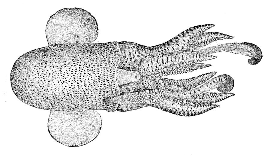 A line illustration of a bobtail squid seen from above, showing its rounded body, paired side fins, and crown of arms and tentacles