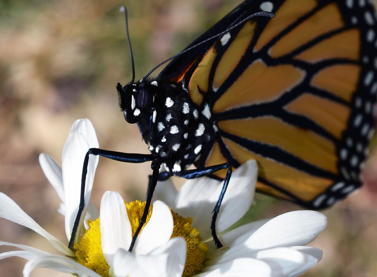 A monarch butterfly with orange-and-black wings perched on a white daisy, newly emerged from its chrysalis after complete metamorphosis