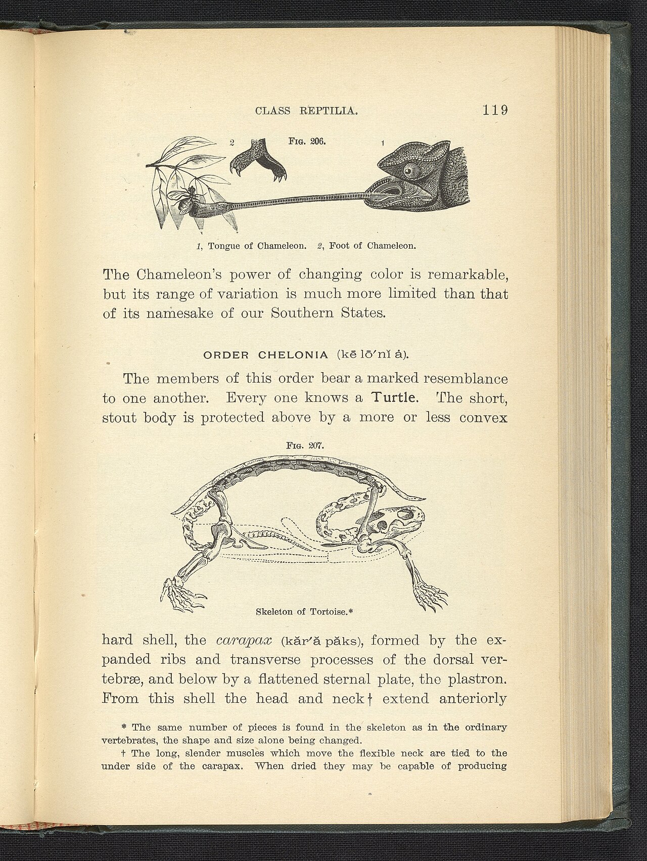 A 19th-century engraving labeled "Tongue of Chameleon" and "Foot of Chameleon," showing the long projectile tongue extended toward an insect on a branch and the gripping foot