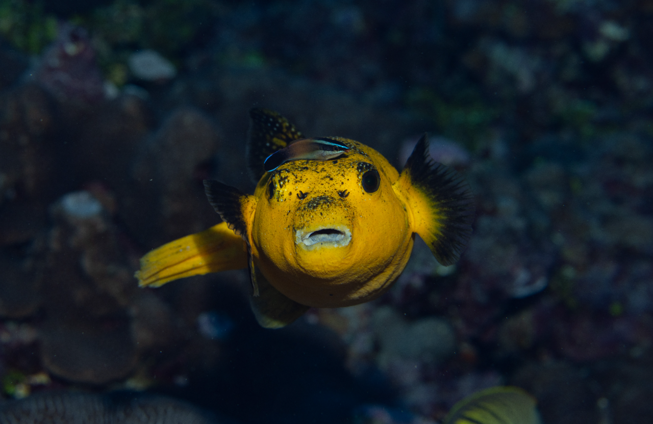 A small striped cleaner wrasse working over the head of a yellow pufferfish client at a reef cleaning station