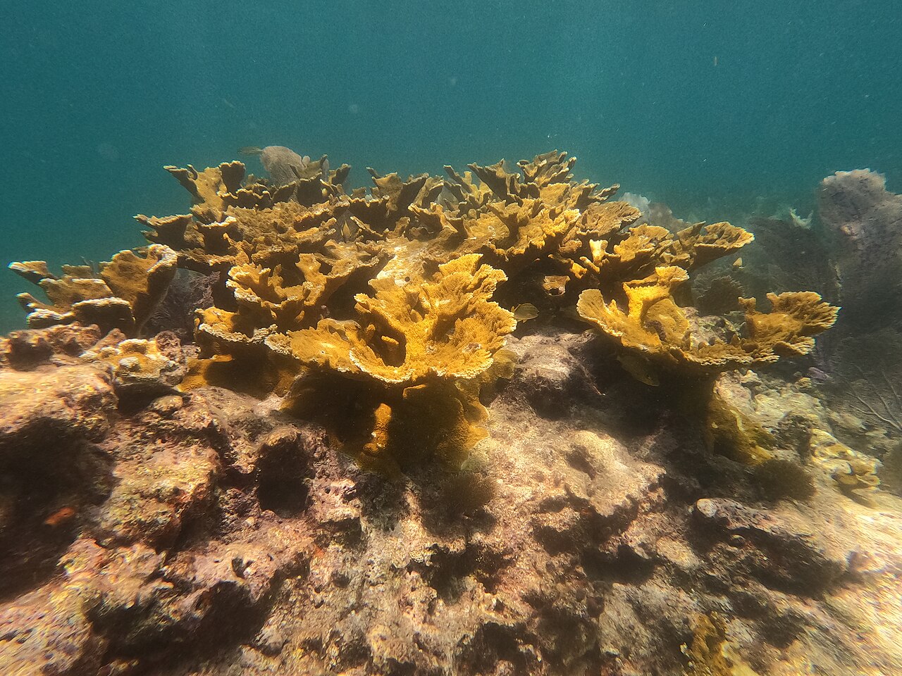 A golden-brown elkhorn coral colony, its broad flattened branches spread over a reef, colored by the symbiotic algae living inside its tissue