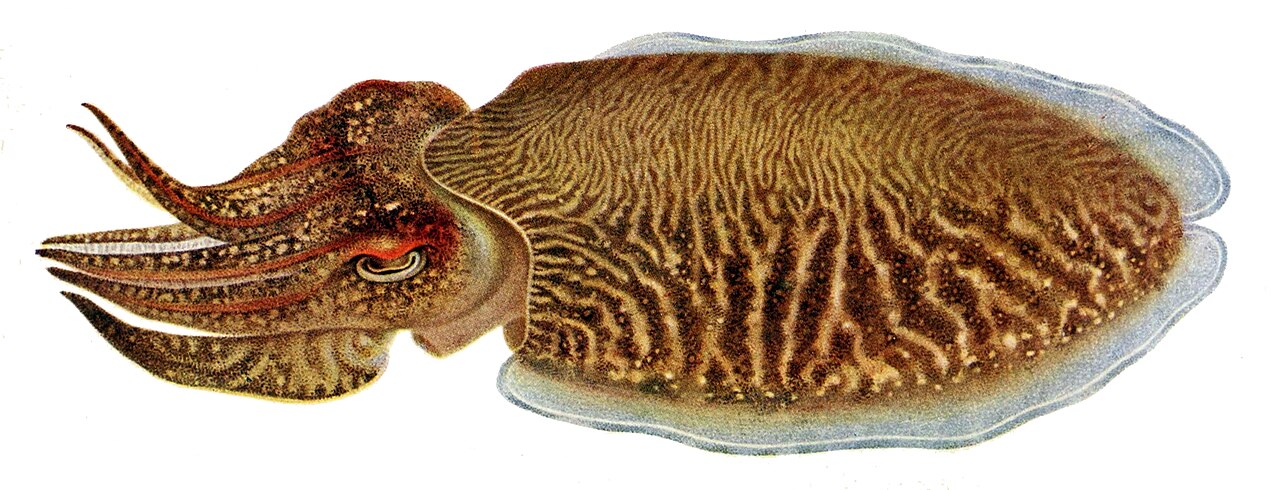 A color illustration of a common cuttlefish, Sepia officinalis, showing the mottled, banded camouflage pattern across its mantle and the fringing fin along its body