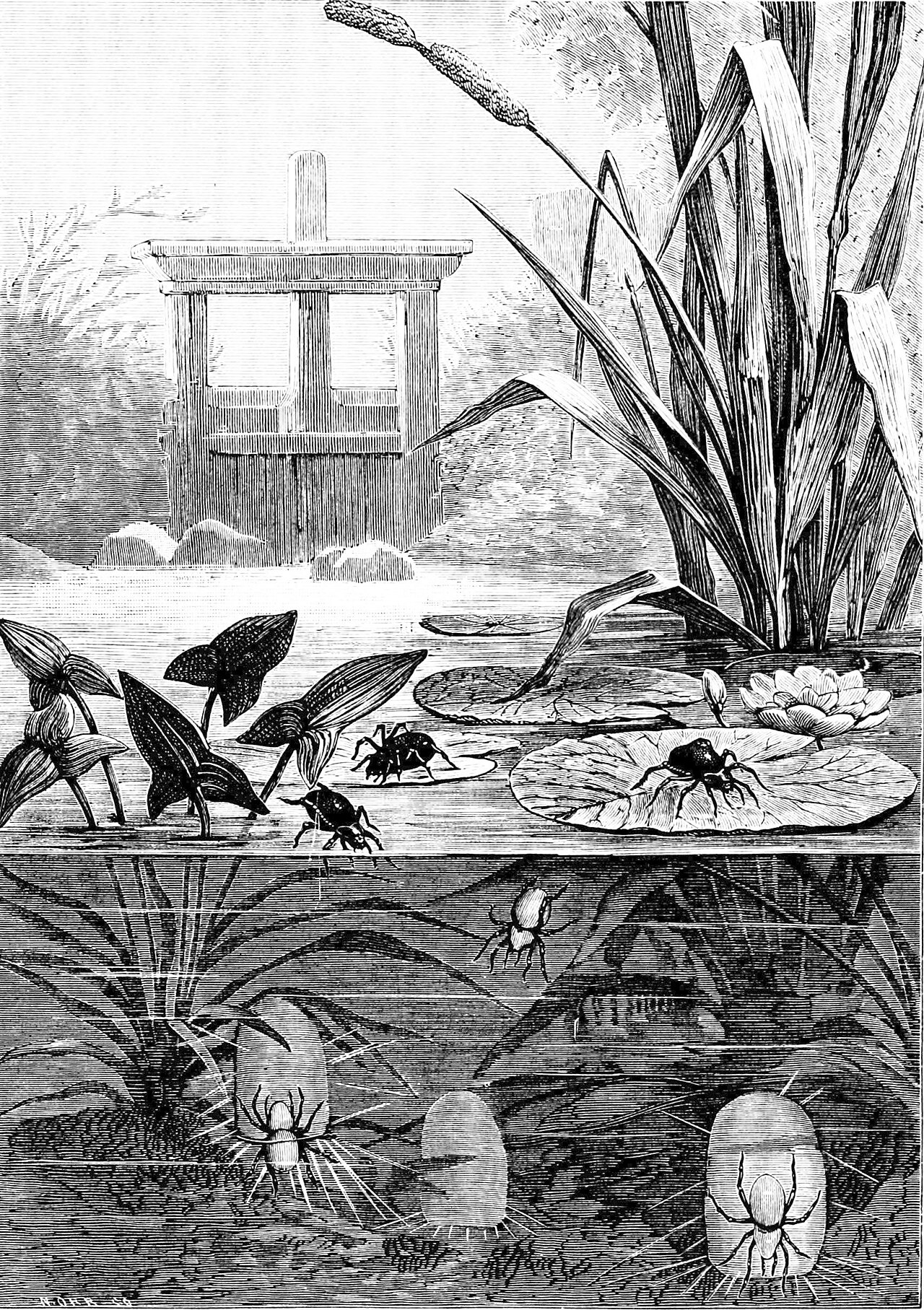 A historical engraving of a pond scene showing water spiders on lily pads and underwater, with several silvery air bubbles clinging to the spiders and to silk shelters among the water plants