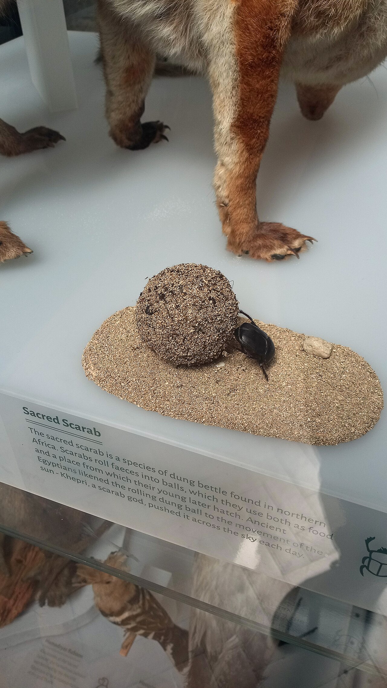 A museum display of a black dung beetle positioned beside a large ball of dung on sand, illustrating how the beetle rolls its ball