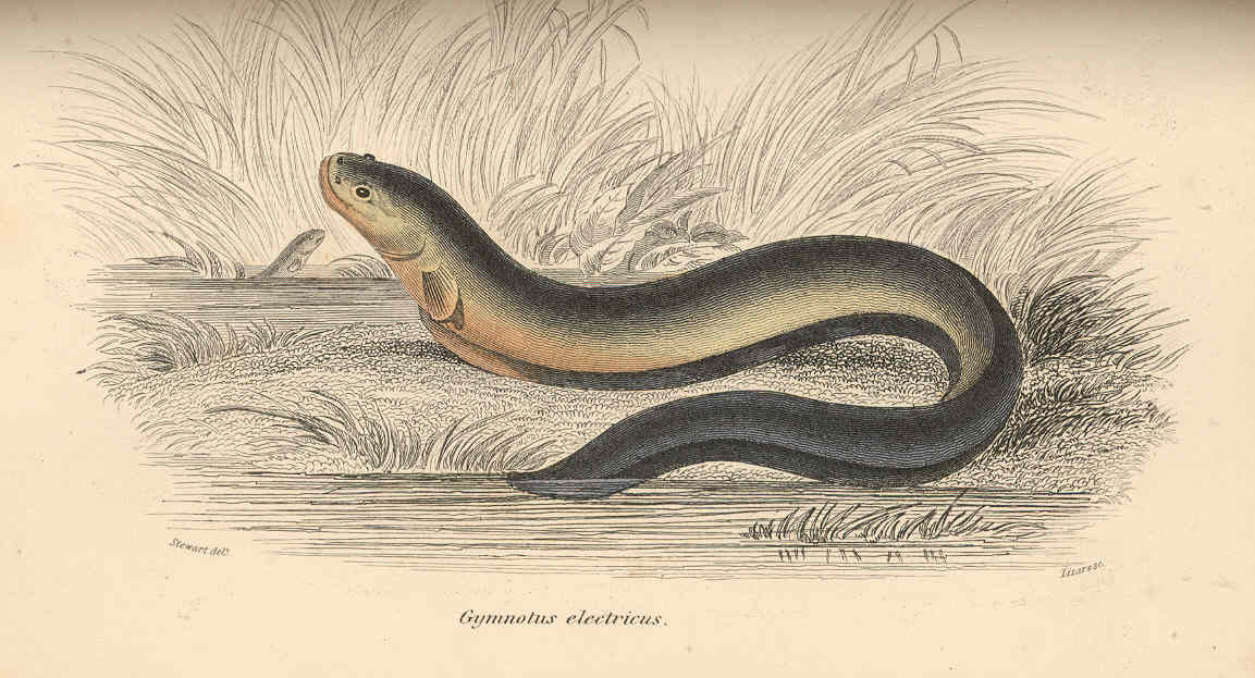 A nineteenth-century hand-colored engraving of an electric eel, its long dark body lifting its head above the water, labeled Gymnotus electricus