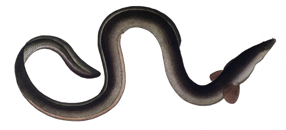 A color illustration of a European eel, Anguilla anguilla, showing its long snake-like body, single continuous fin, and small head