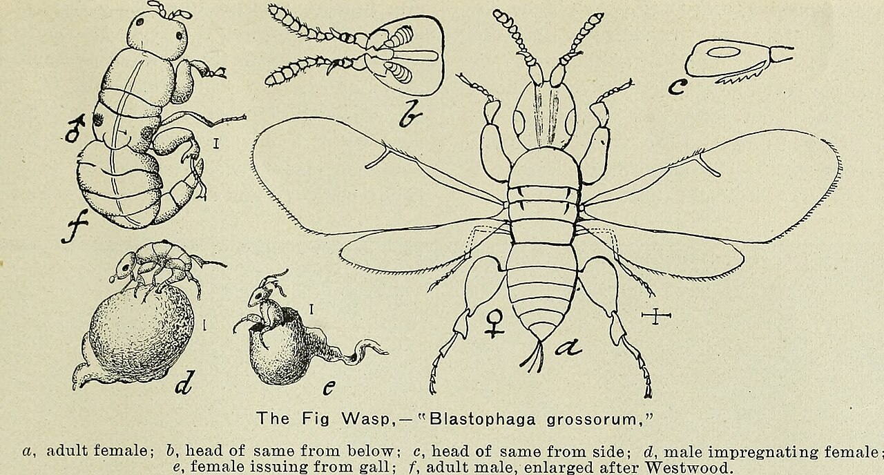 A scientific engraving of the fig wasp Blastophaga grossorum showing the winged female, the wingless male, head details, and a female emerging from a gall