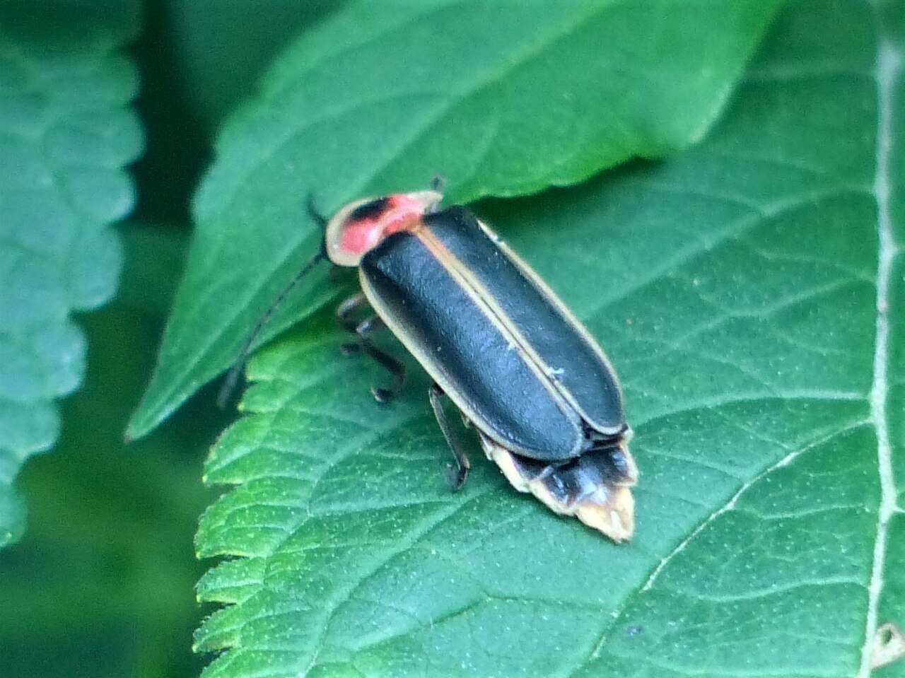 A live firefly, Photinus pyralis, resting on a green leaf, showing the pink-and-black pronotum, dark elytra, and pale light-organ segments at the tip of the abdomen