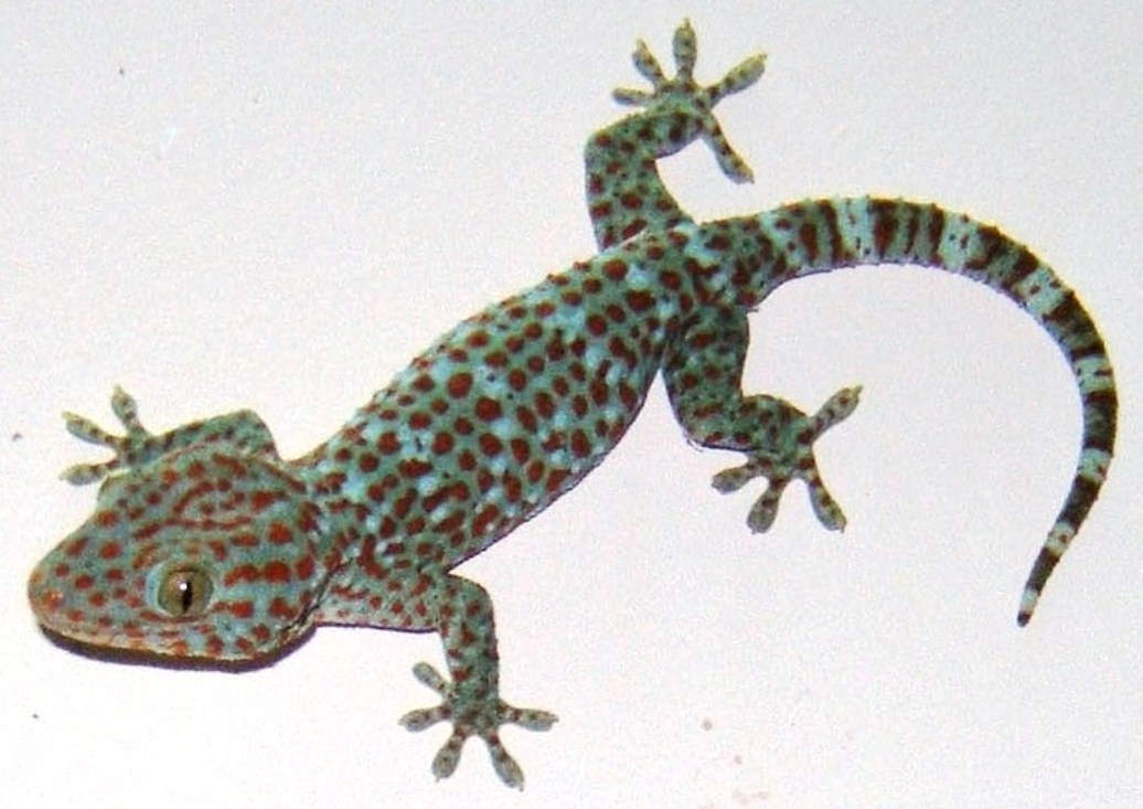 A Tokay gecko on a pale surface, blue-grey skin with orange-red spots, its broad toe pads clearly splayed against the wall