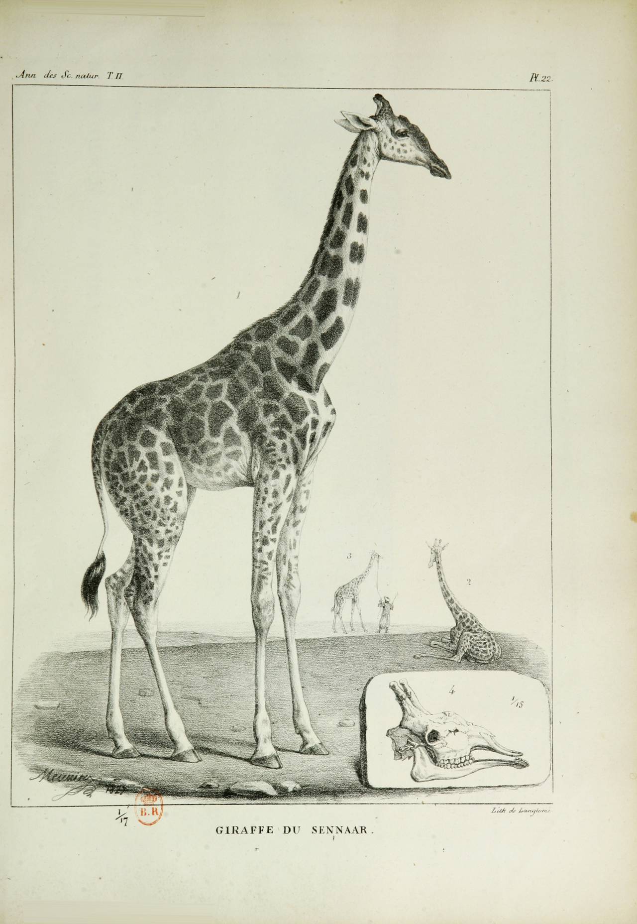 A nineteenth-century scientific lithograph of a giraffe in profile, its long neck raised, with a small inset of the giraffe skull