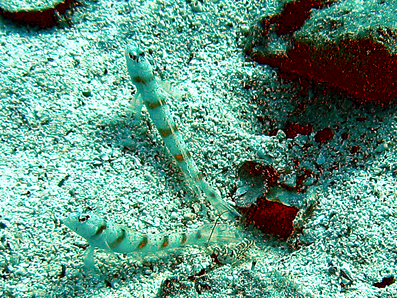 A pale, banded goby fish hovering over sandy seabed beside a smaller shrimp at the mouth of a shared burrow