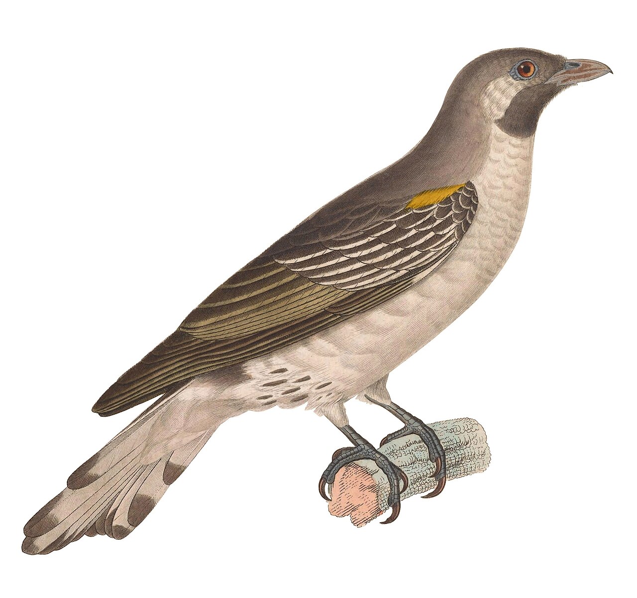 A hand-colored illustration of a greater honeyguide, a grey-brown bird with pale underparts and a small yellow shoulder patch, perched on a branch