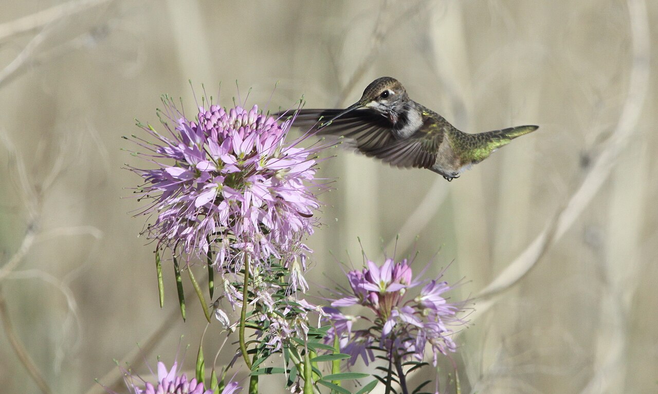 A hummingbird hovering beside purple flowers, wings spread and blurred with motion as it holds its body steady in the air
