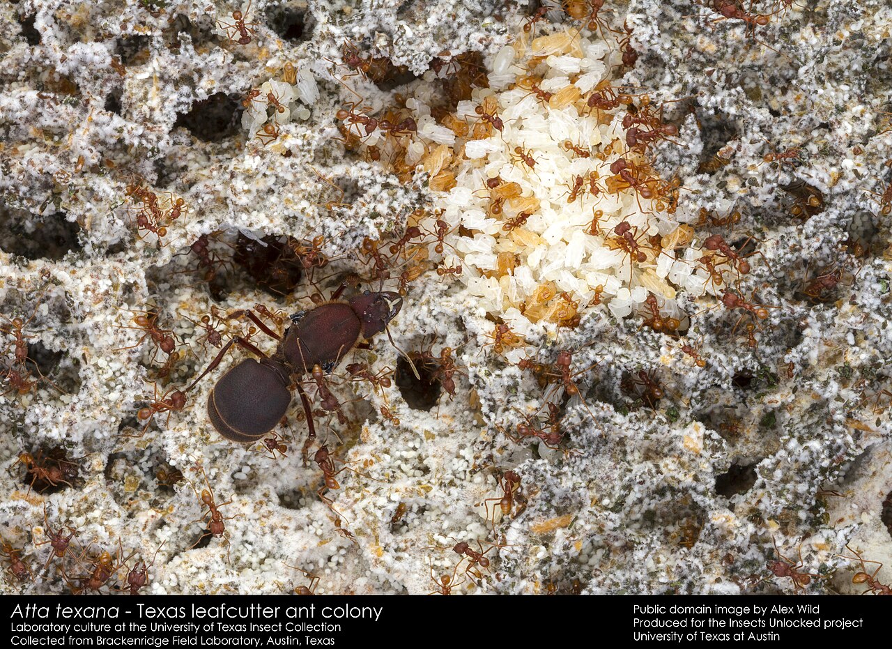 Leafcutter ants of the species Atta texana clustered over their pale, spongy fungus garden, tending the cultivated crop and brood