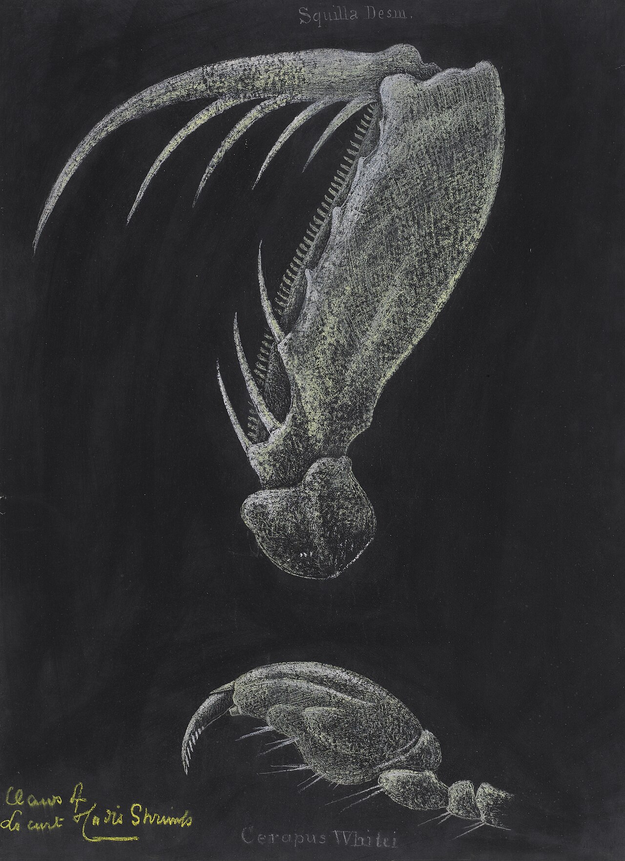 A nineteenth-century chalk illustration on black ground of the raptorial claws of a mantis shrimp, showing the spined, hinged striking limb