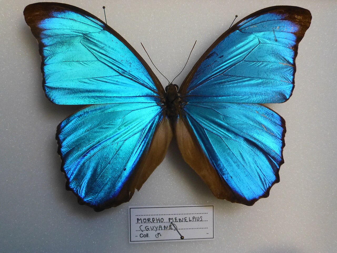 A brilliant iridescent blue Morpho menelaus butterfly with wings spread, the blue produced by wing nanostructure rather than pigment, bordered in dark brown