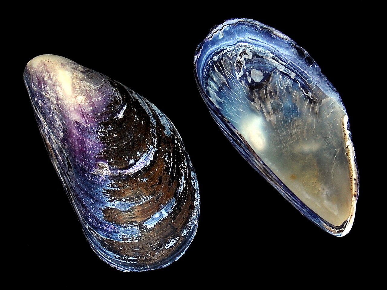 Two blue mussel shells on a black background, one showing the dark iridescent outer shell and the other the pale pearly inner surface