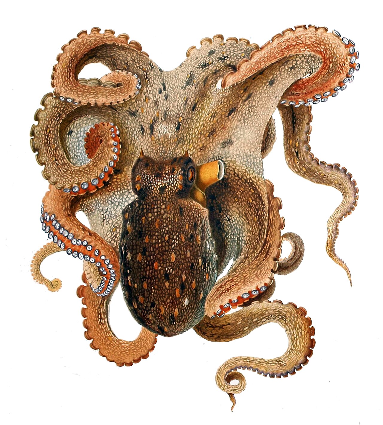 A detailed color illustration of a common octopus, Octopus vulgaris, with its eight suckered arms spread around the central body and eyes