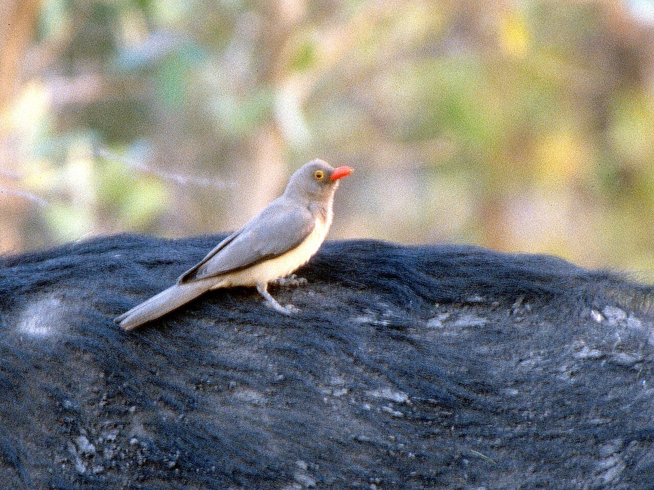 A grey, red-billed oxpecker with pale underparts perched on the dark hide of an African buffalo