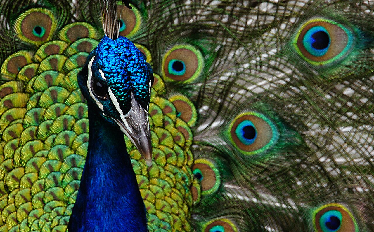 A male peacock with an iridescent blue head and neck, its fanned train of green-gold feathers and blue-and-bronze eyespots filling the frame behind it