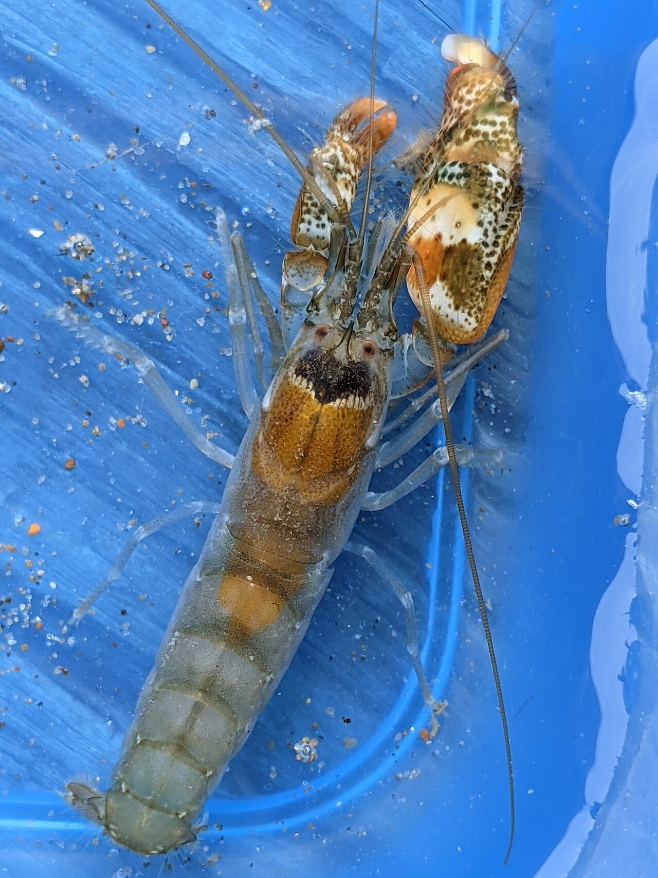 A snapping shrimp, Alpheus clamator, showing its body and the greatly enlarged snapping claw used to fire a cavitation jet