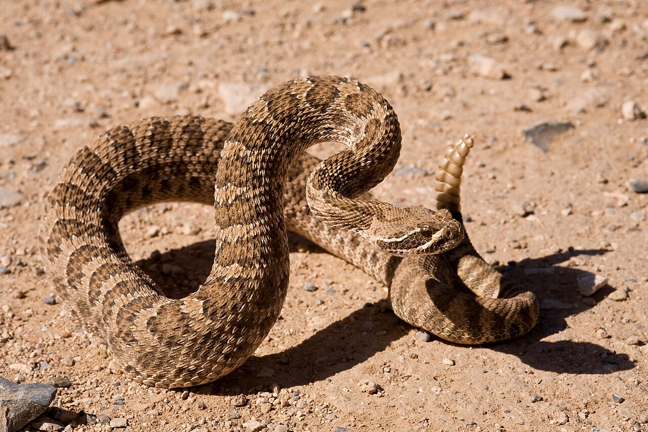 A coiled prairie rattlesnake in a defensive striking pose with its head raised and rattle lifted, the heat-sensing pit visible on the side of the face