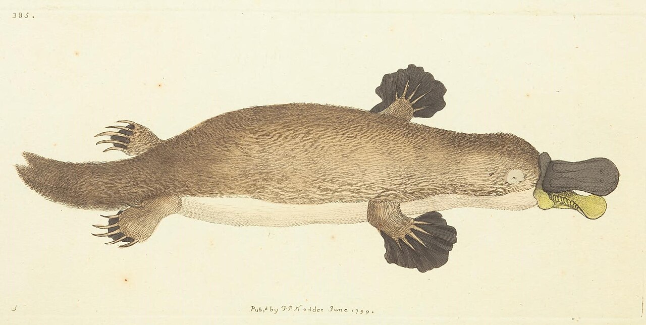 An 1799 hand-colored engraving of a platypus, showing its duck-like bill, dense fur, webbed and clawed feet, and broad flat tail