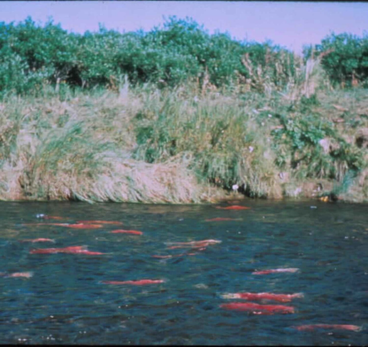 Several bright red spawning sockeye salmon swimming together in a clear stream near a grassy bank during the upstream run
