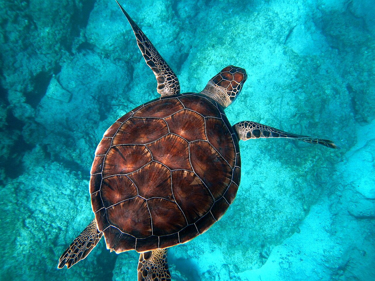 A green sea turtle swimming over a pale reef in clear turquoise water, seen from above, with its patterned shell and outstretched flippers