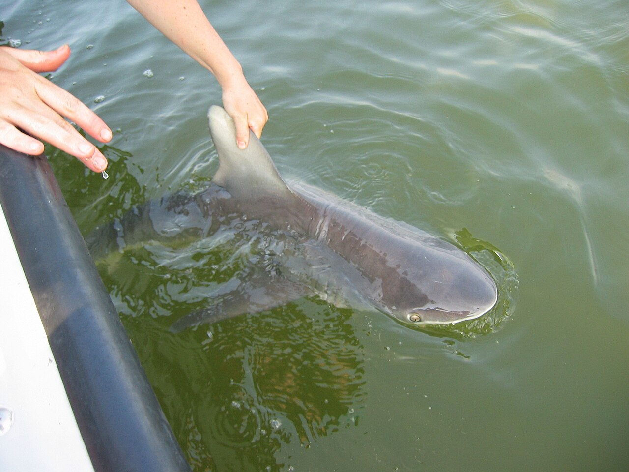 A juvenile sandbar shark at the surface of green water, its snout, eye, and dorsal fin visible above the waterline