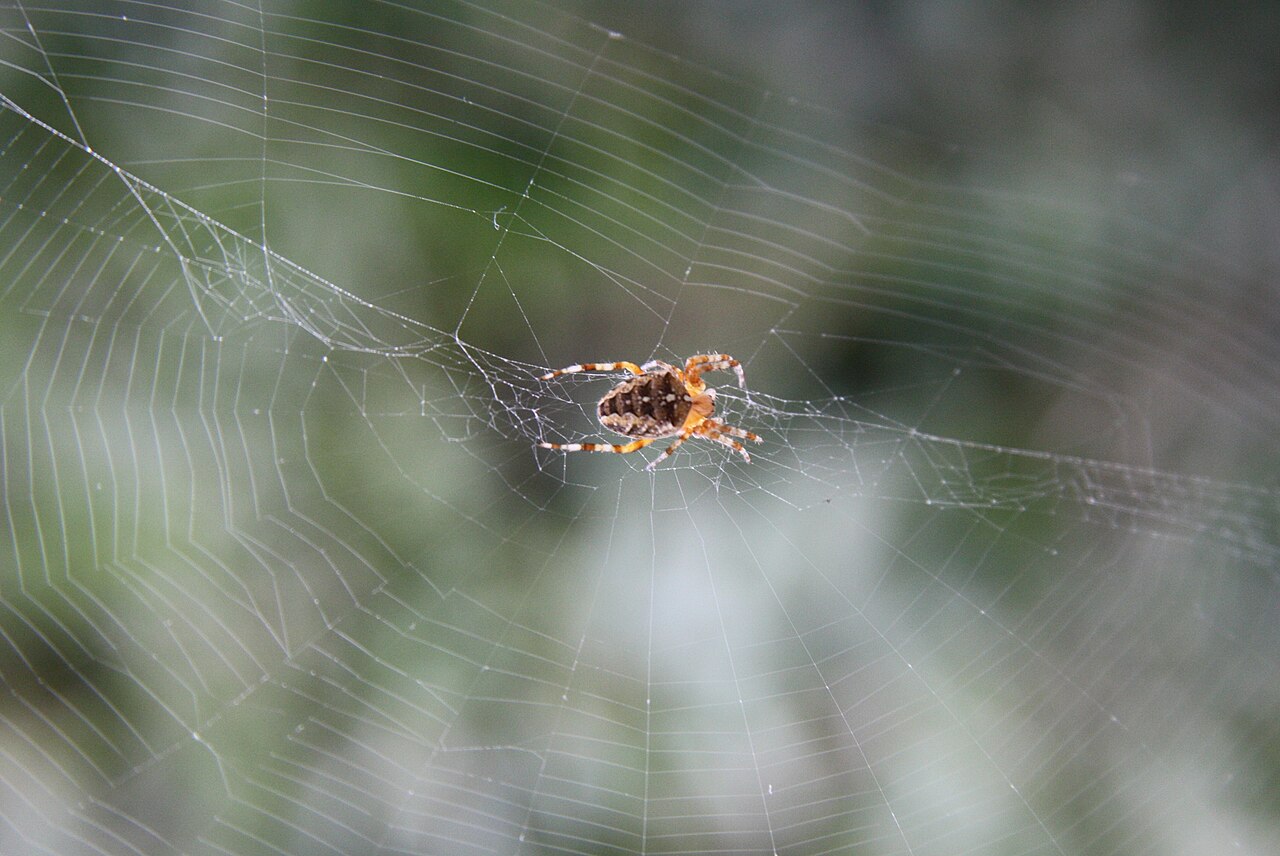 A garden cross spider sitting at the center of its orb web, the fine radial and spiral silk threads visible against a soft green background
