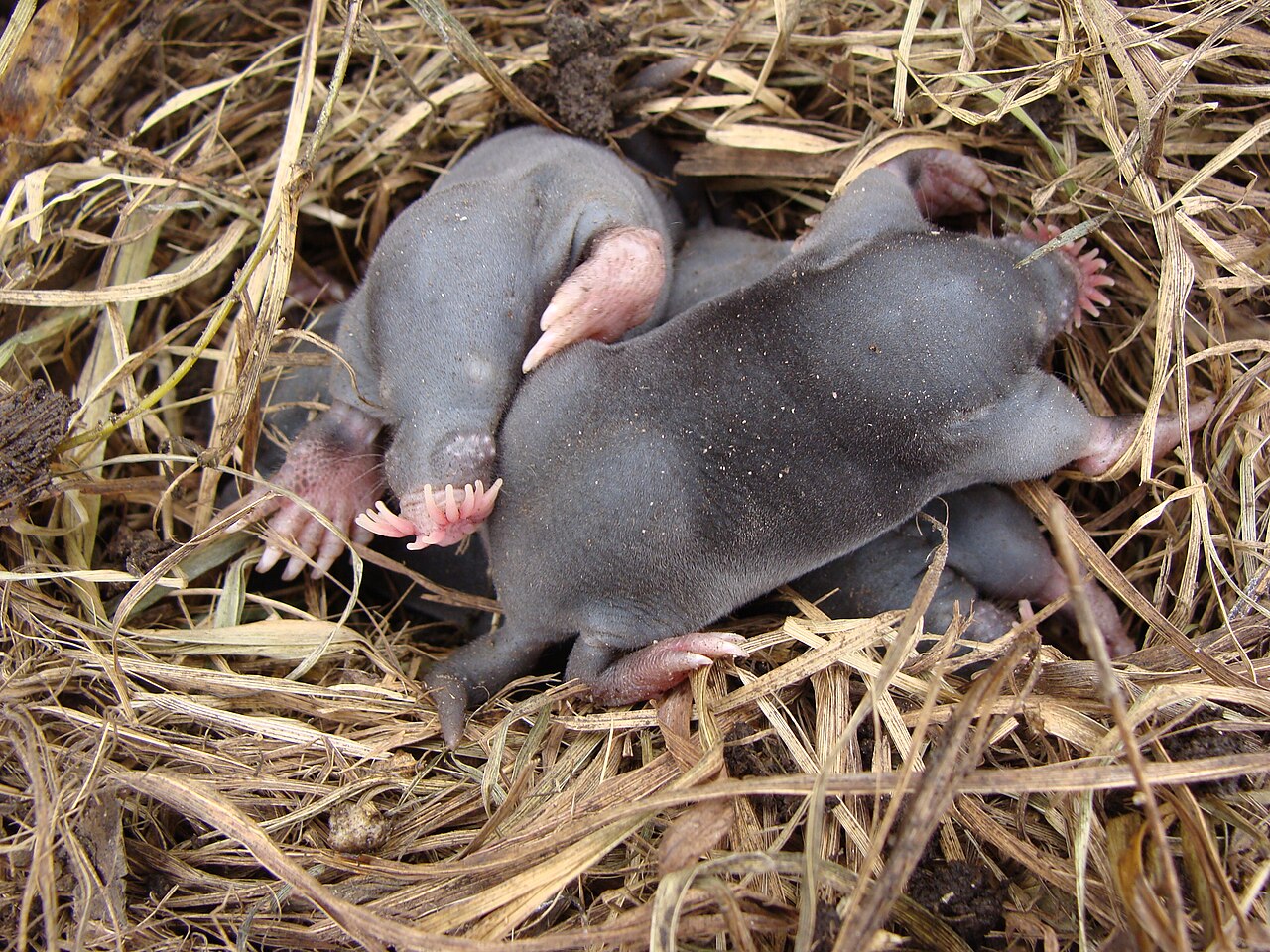 A photograph of young star-nosed moles, showing the distinctive pink star of twenty-two fleshy rays surrounding each nostril
