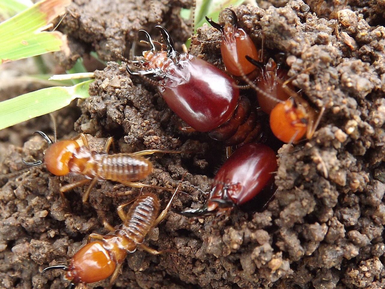 A close-up of pale-bodied termite workers and dark-headed soldiers with curved jaws clustered on dark soil