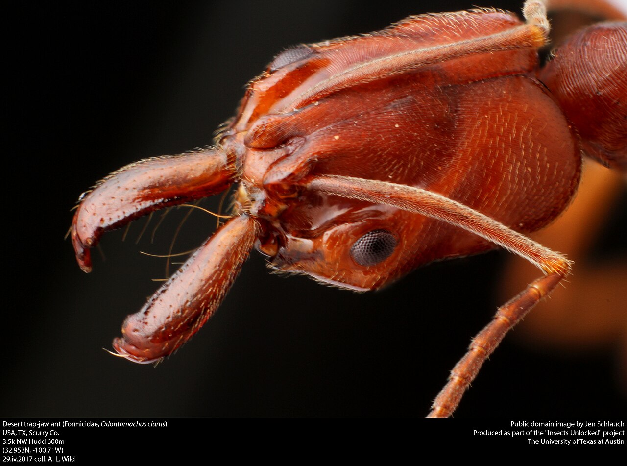 A close-up of a desert trap-jaw ant, Odontomachus clarus, with its long mandibles locked wide open, cocked and ready to snap shut