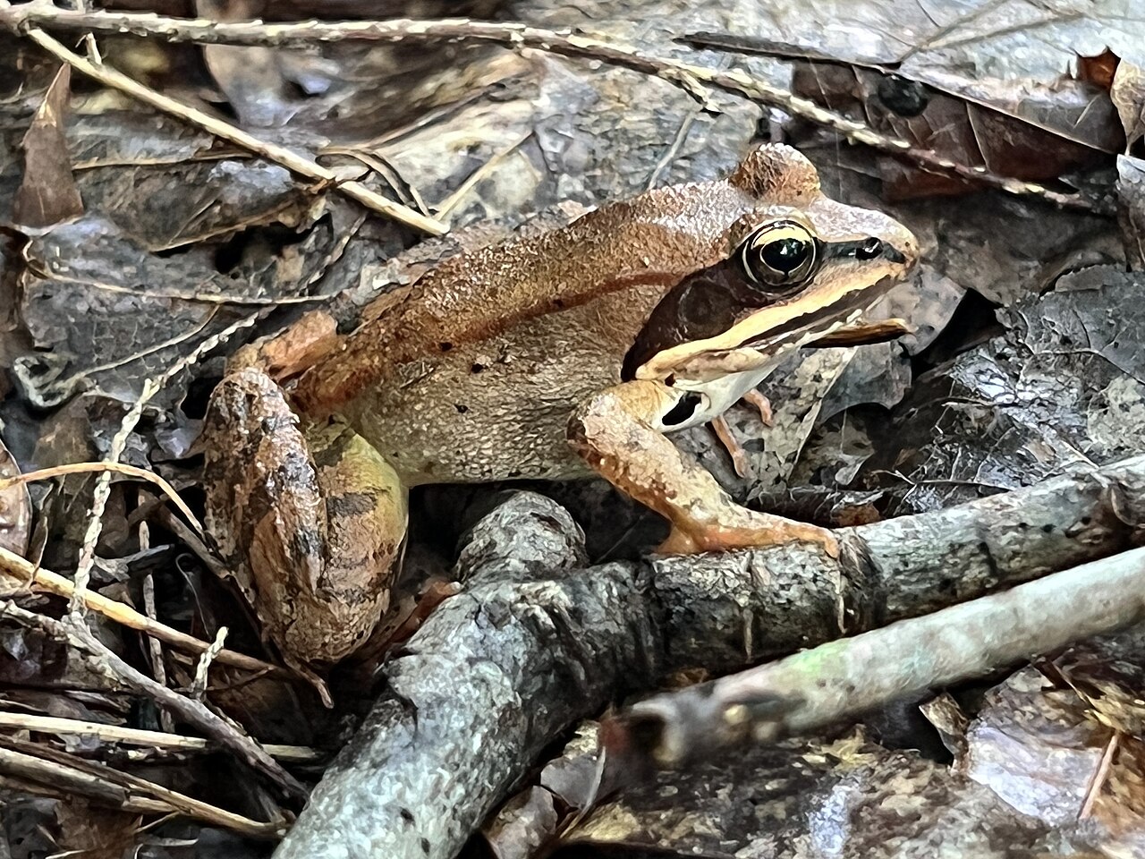 A wood frog on the forest floor, light brown with the dark robber's-mask stripe across its eye that is characteristic of the species