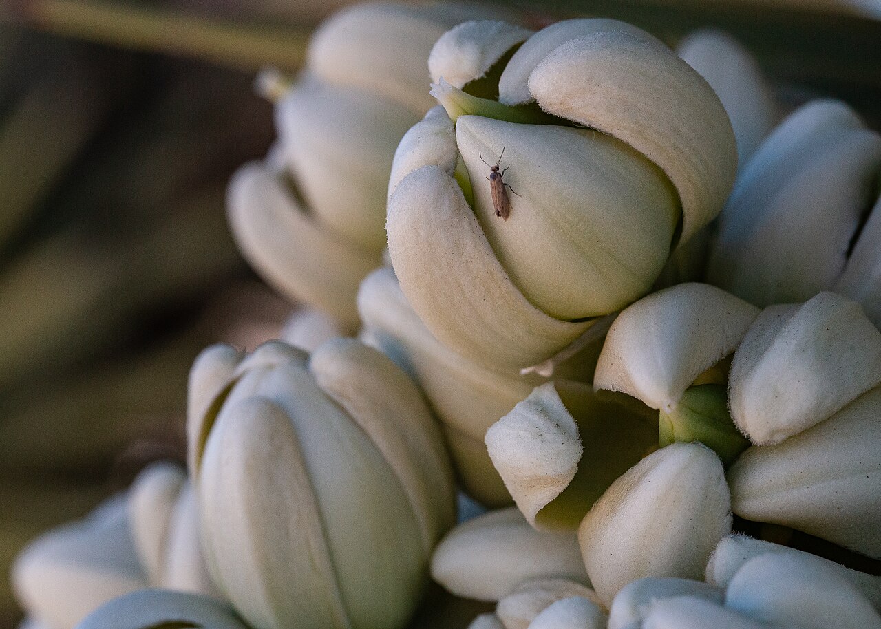 A small pale yucca moth perched on the creamy white petals of an open yucca flower