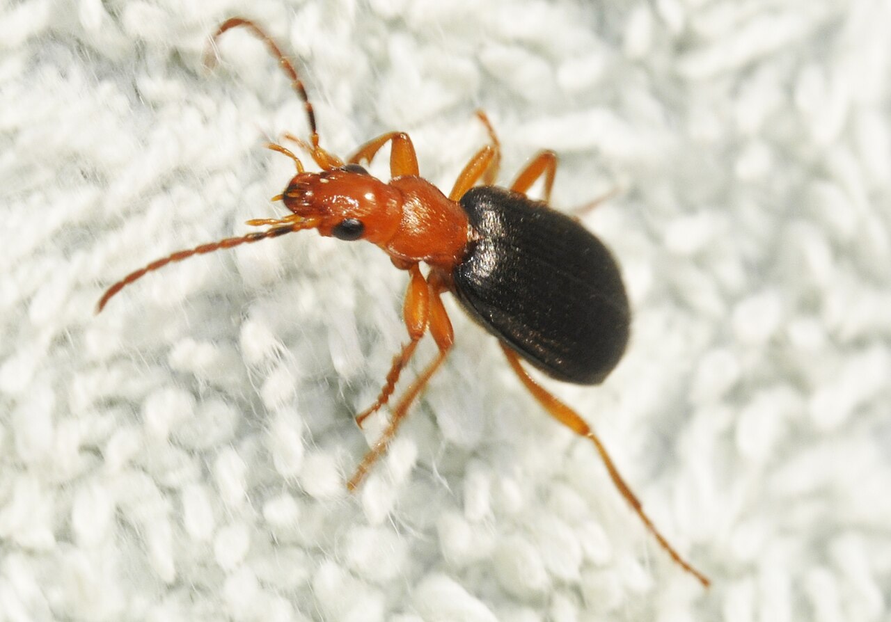 A bombardier beetle, Brachinus crepitans, with the rust-red head and legs and dark armored elytra typical of the genus