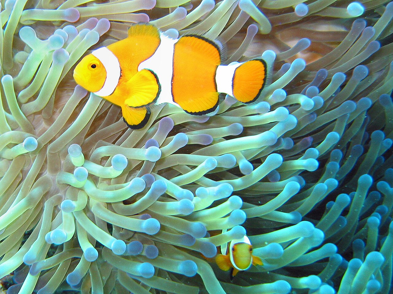 A clownfish nestled among the pale, club-tipped tentacles of a sea anemone, with a second smaller anemonefish below it