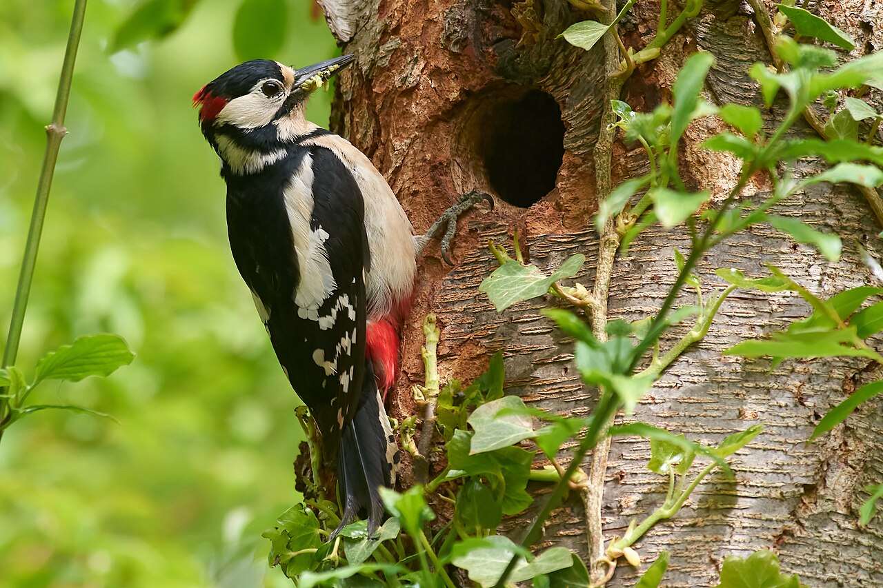 A great spotted woodpecker, Dendrocopos major, braced against a tree trunk beside the nest hole it has drilled, tail pressed to the bark for support