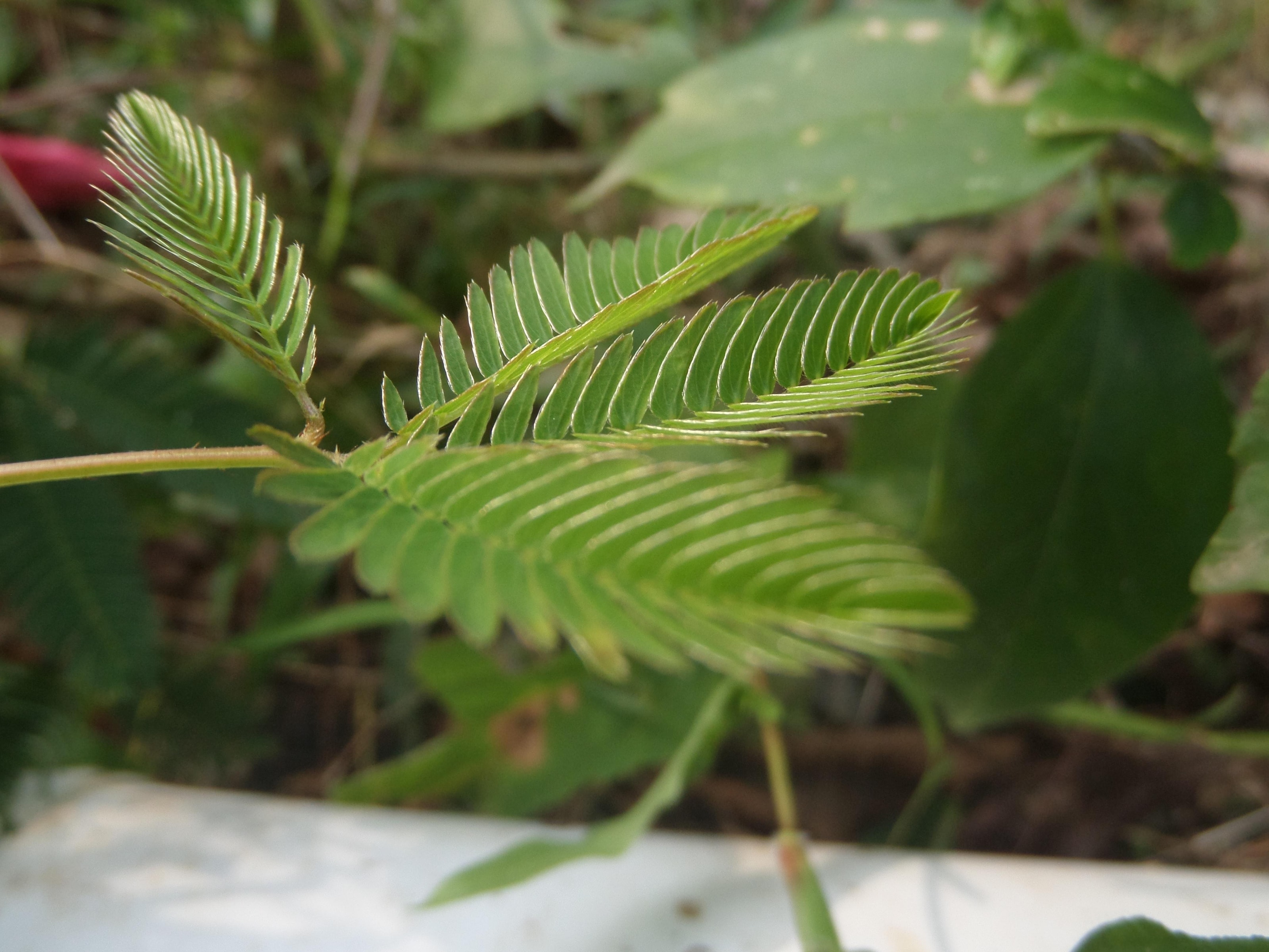 Close-up of the feathery compound leaves of the sensitive plant, Mimosa pudica, with rows of small paired leaflets