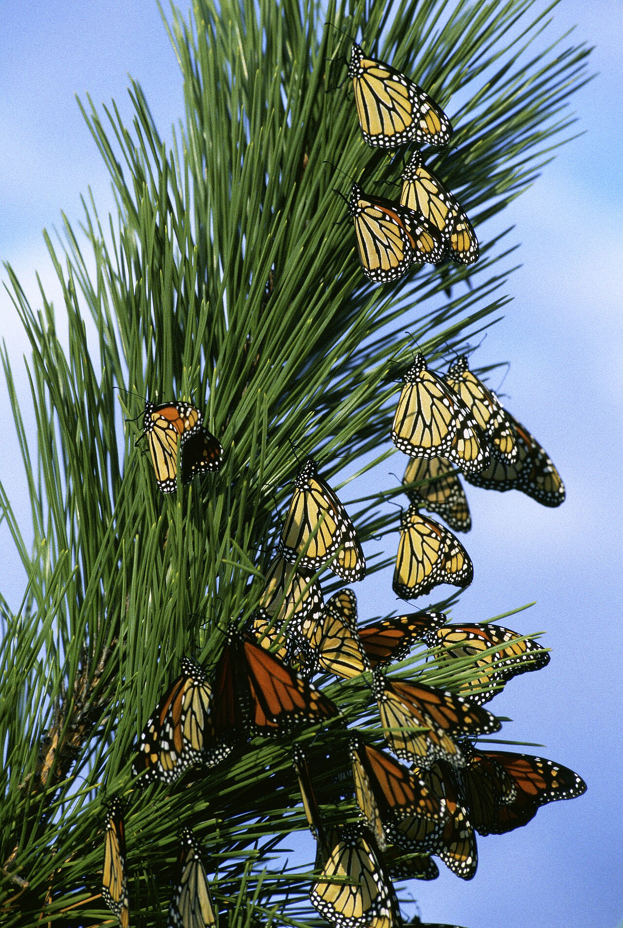 Dozens of monarch butterflies clustered on pine and fir needles at an overwintering roost, wings folded, packed densely along the branches