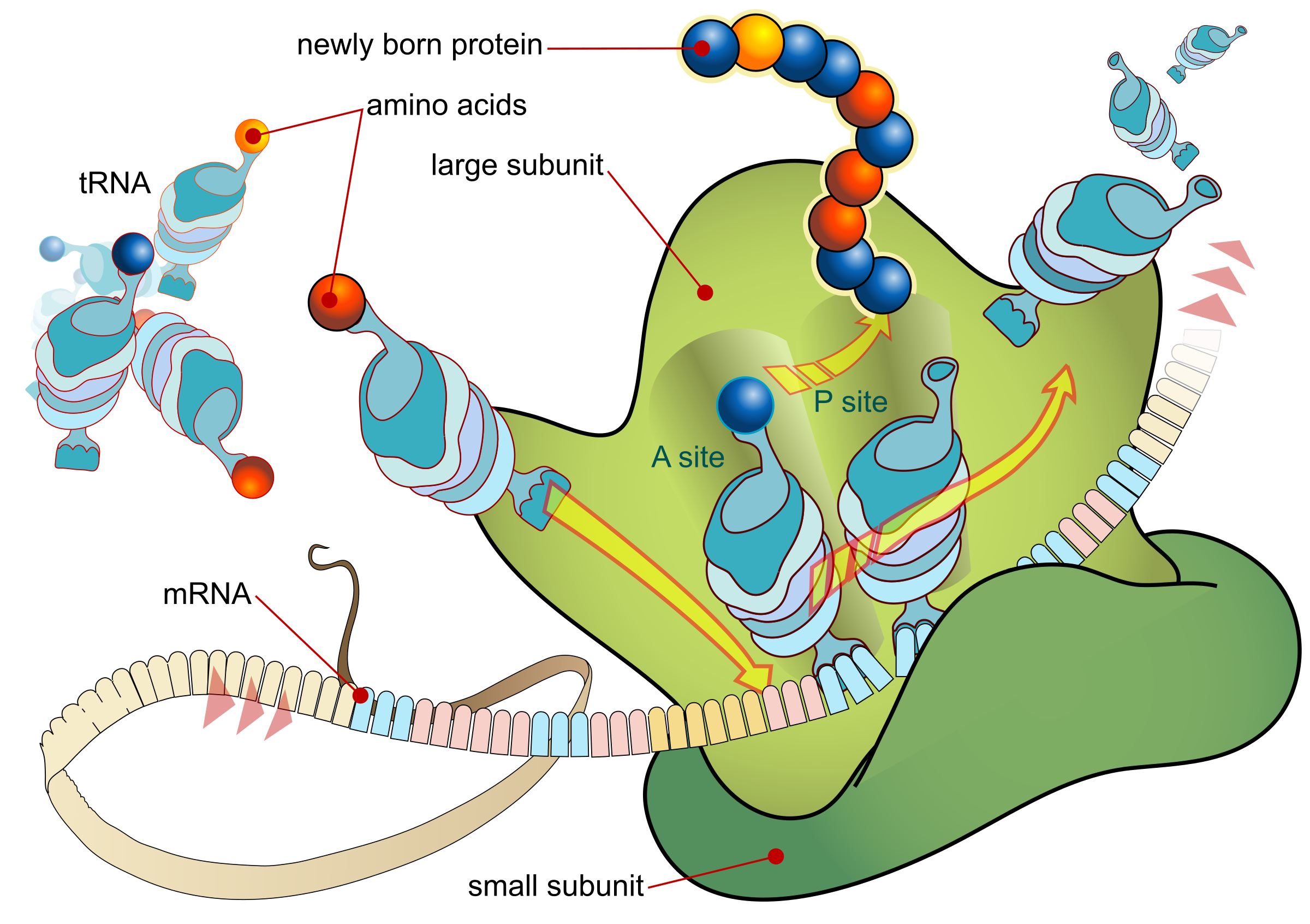 Labelled diagram of a ribosome on a strand of messenger RNA, with transfer RNAs carrying amino acids into the A and P sites and a new protein chain emerging